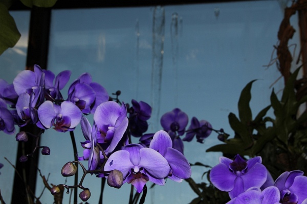 Phalaenopsis   099.jpg